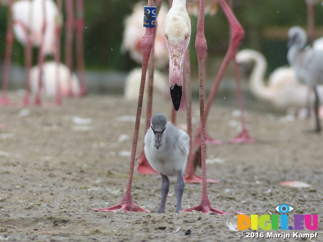 FZ029865 Adult Greater flamingo and chick (Phoenicopterus roseus)